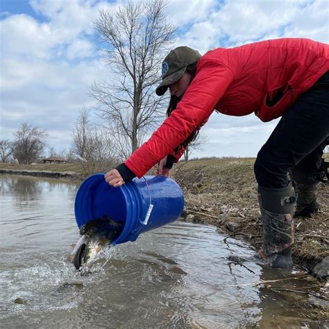 May 3, 2021 NICHOLVILLE Wriggling and almost free, 7,800 rainbow trout were released into the St. . Nys trout stocking 2023